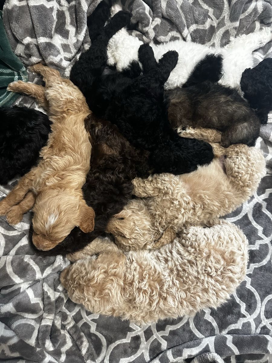 Goldendoodle Puppies