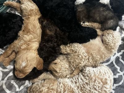 Goldendoodle Puppies
