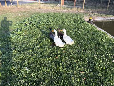 Pekan ducks, two males, need a new home