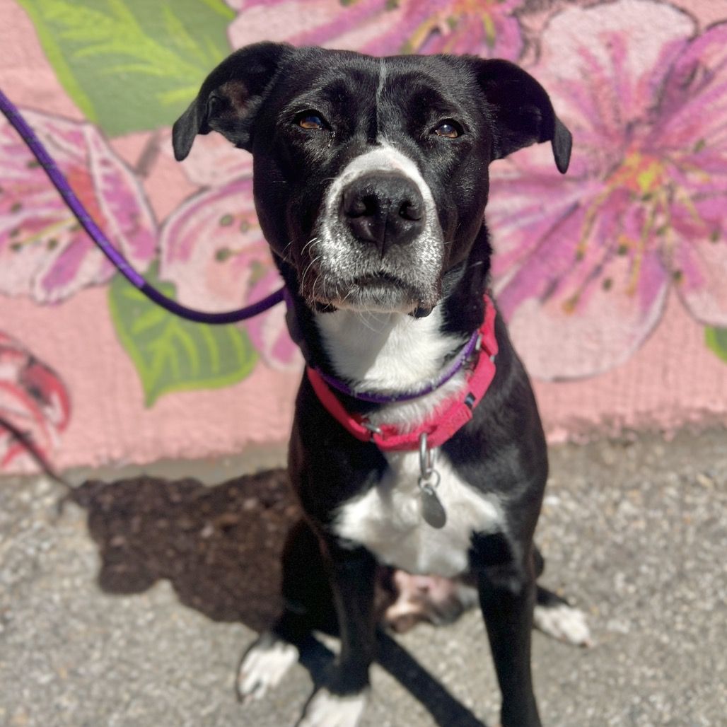 Hello my name is Pretzel