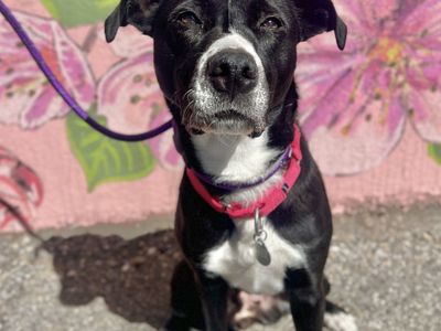 Hello my name is Pretzel