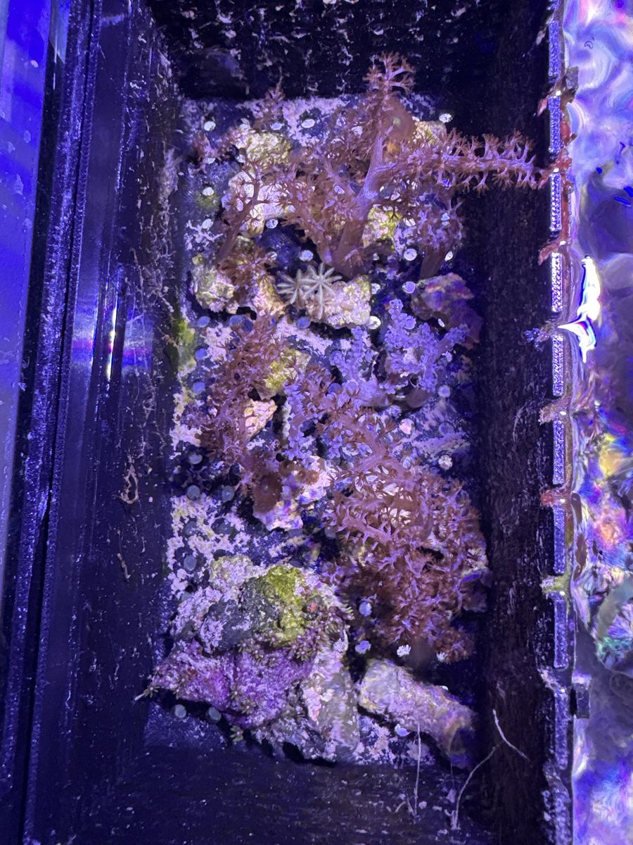 Coral frags $15
