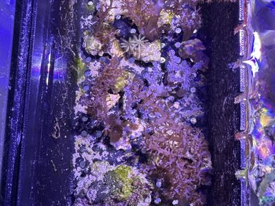 Coral frags $15