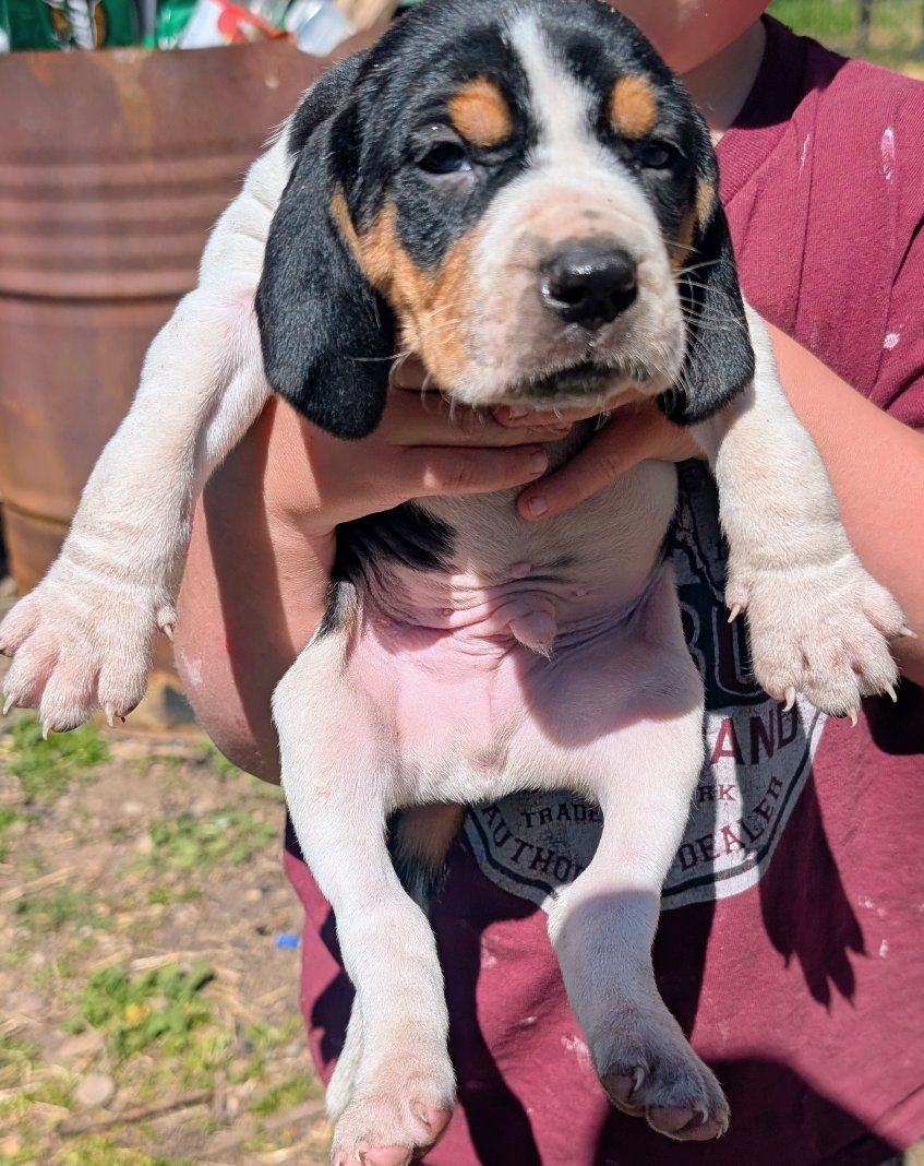 UKC REGISTERED Walker COONHOUND PUPS