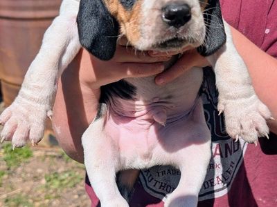 UKC REGISTERED Walker COONHOUND PUPS