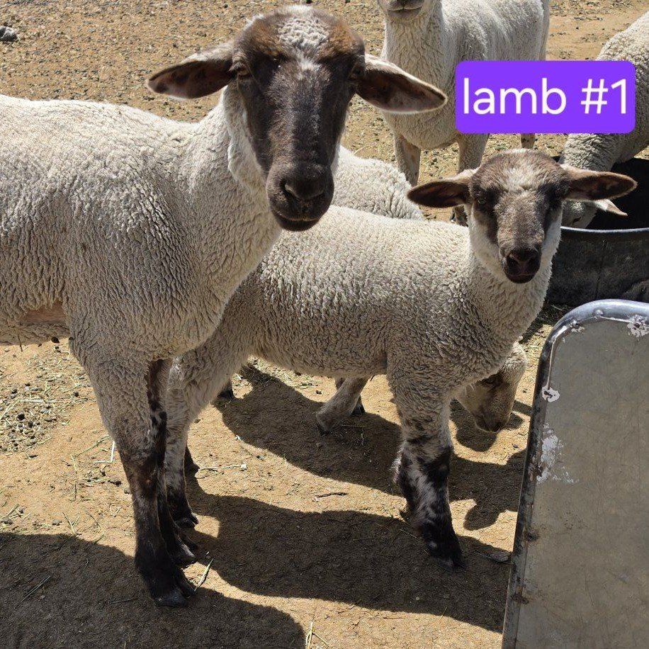 Young Ewe with lambs