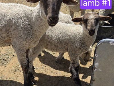 Young Ewe with lambs