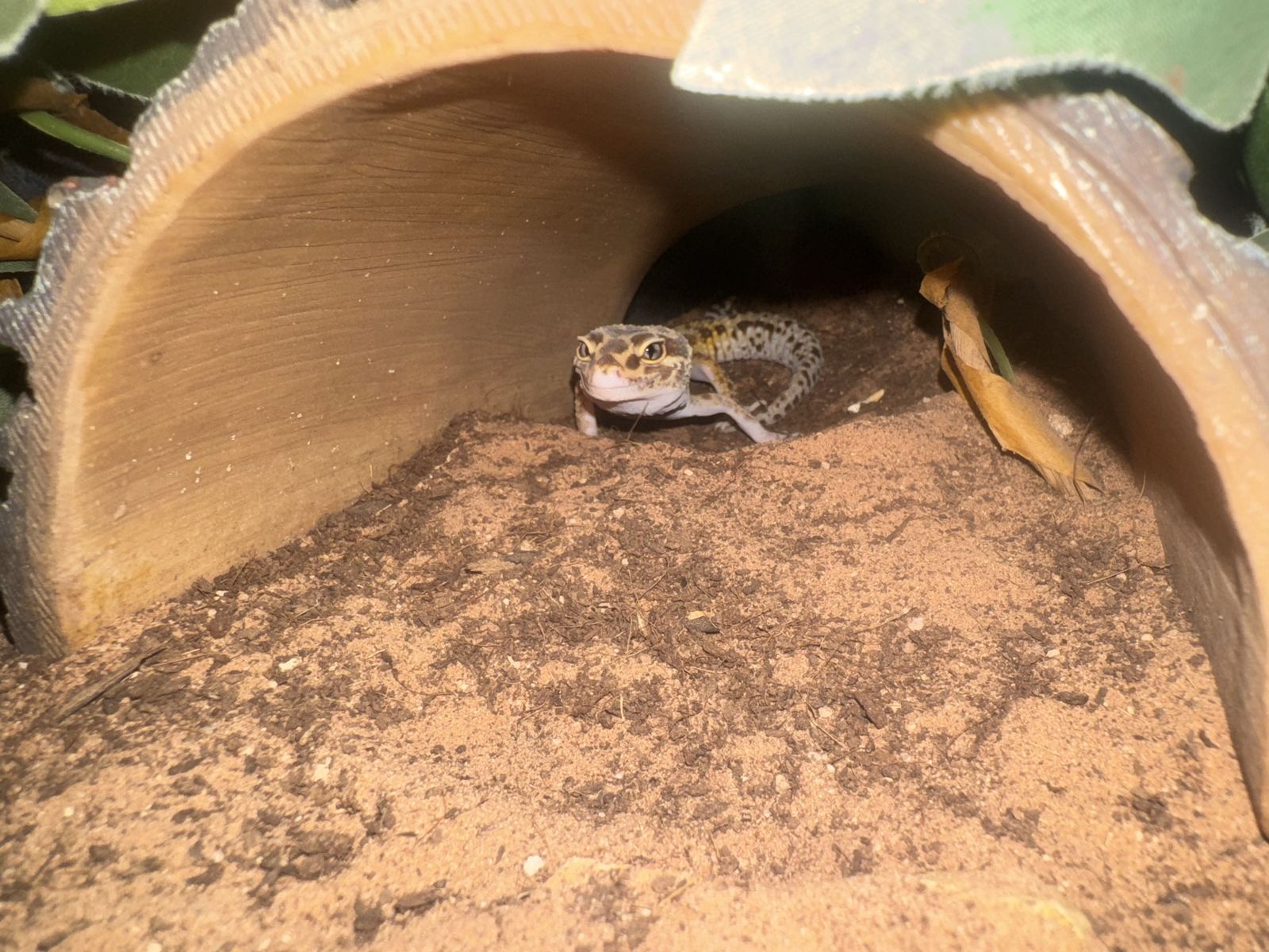 Leopard gecko