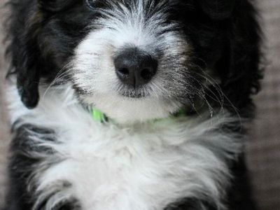 Mini Bernadoodle puppy