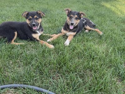 Australian shepherd/malinios cross