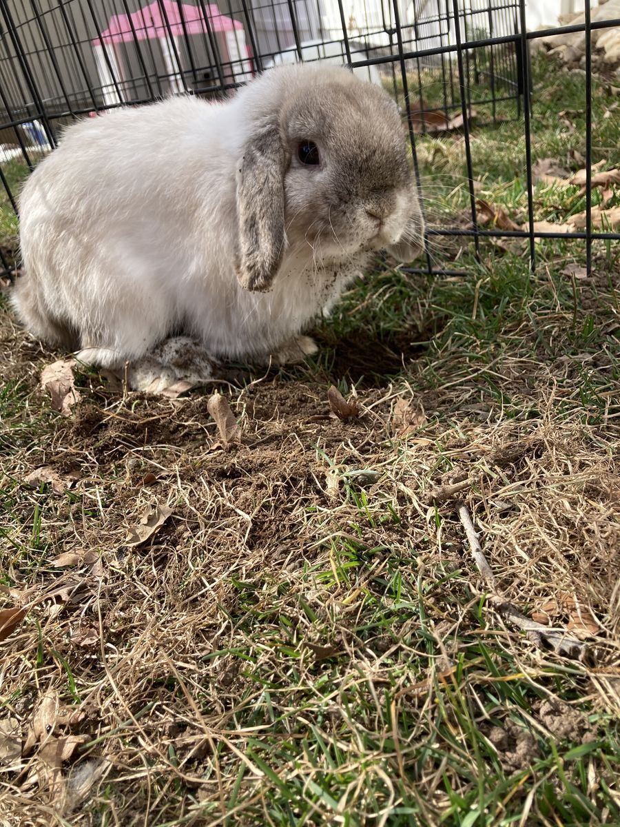 Cute male holland lop bunny!