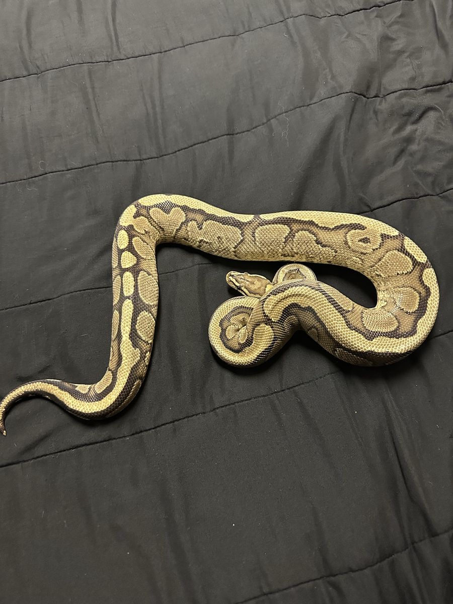 Male lesser ball python