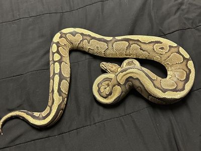 Male lesser ball python