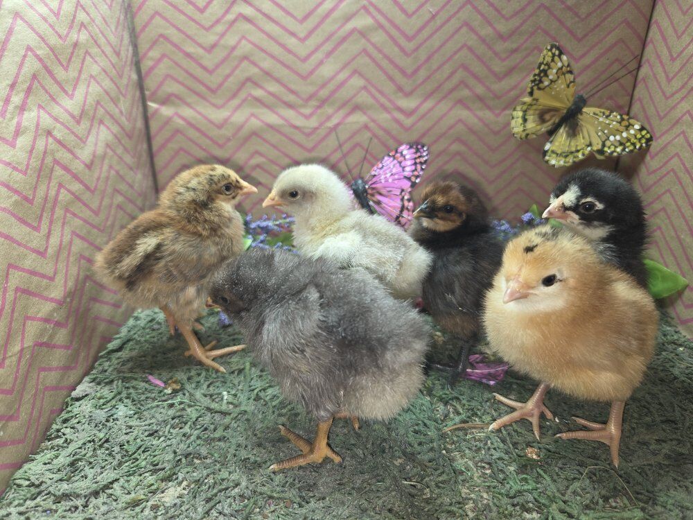 Day Old Chicks