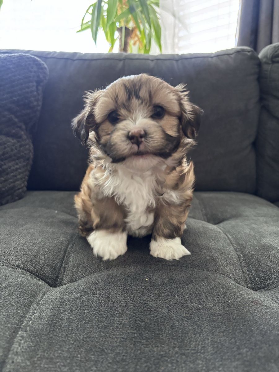 Female Shih Tzu Puppy