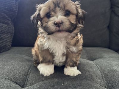 Female Shih Tzu Puppy