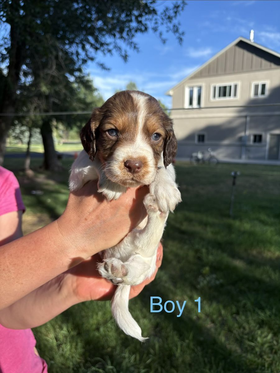 Cute English Springer Spaniel mix puppies