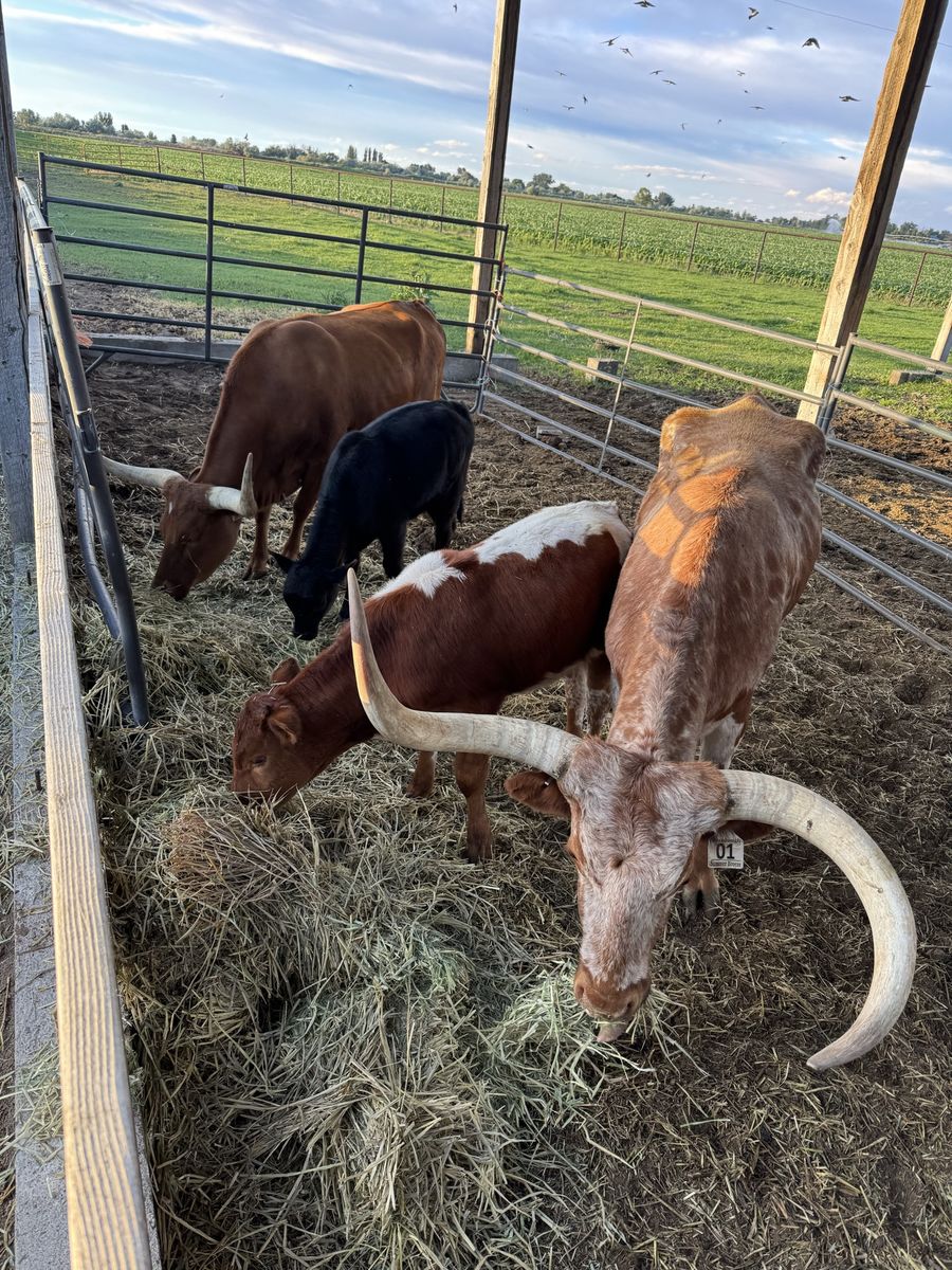 Texas Long Horns