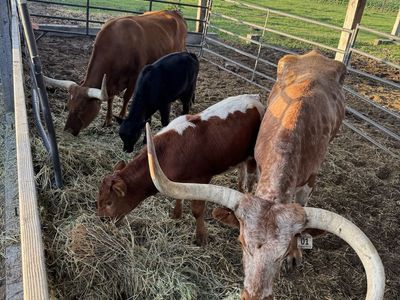 Texas Long Horns