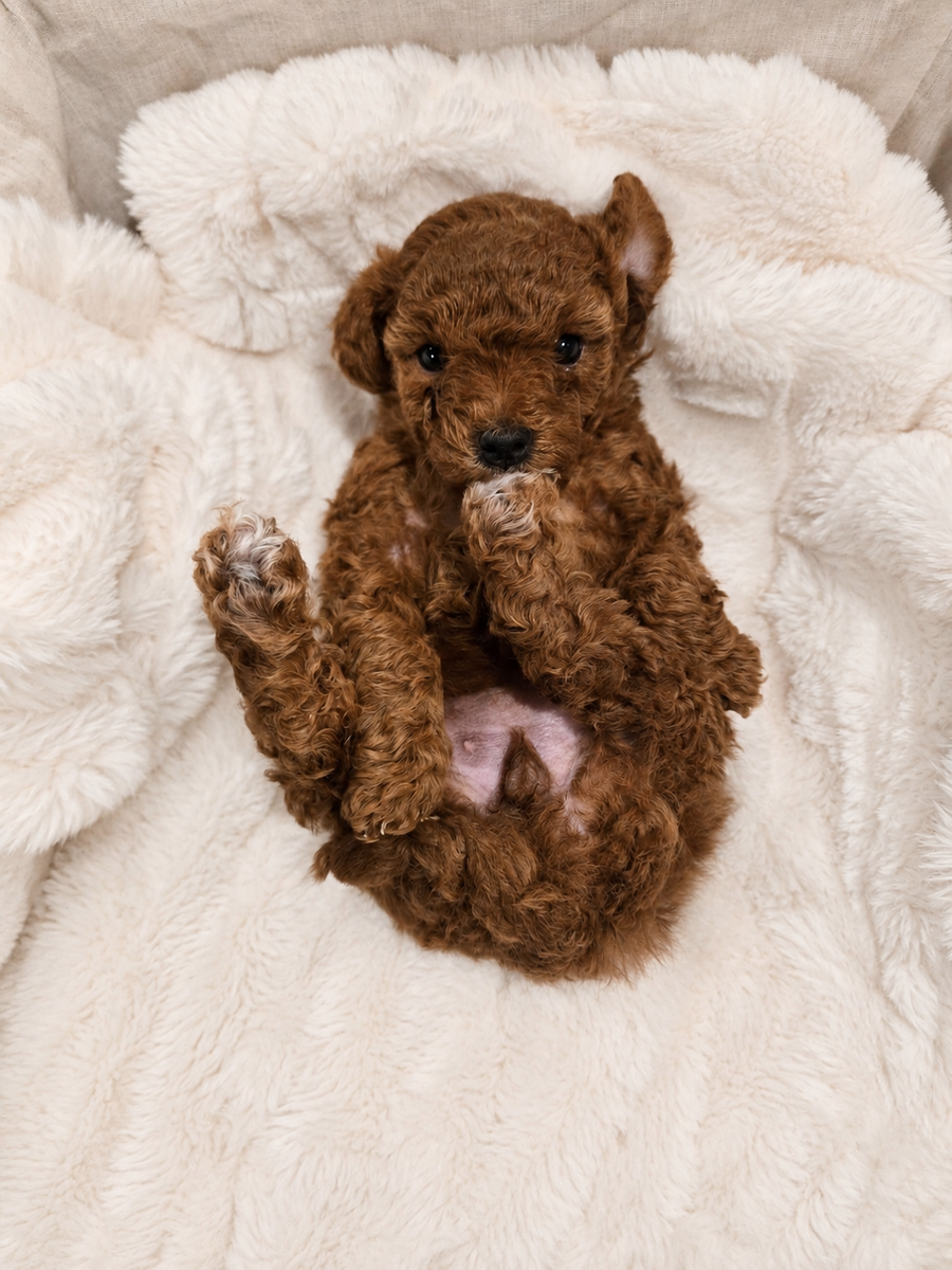 Toy double doodle puppy