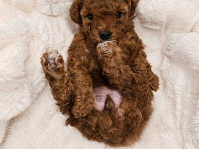 Toy double doodle puppy