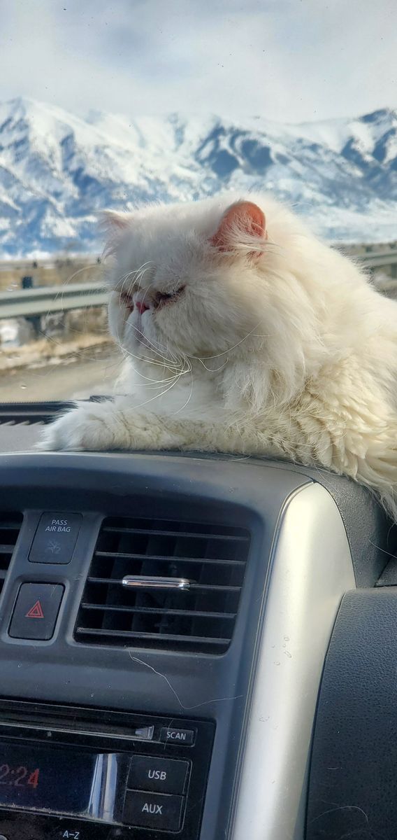 Long-haired, purebred white Persian available for