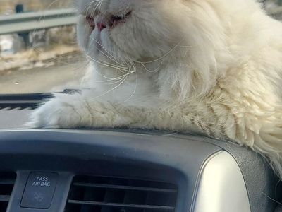 Long-haired, purebred white Persian available for