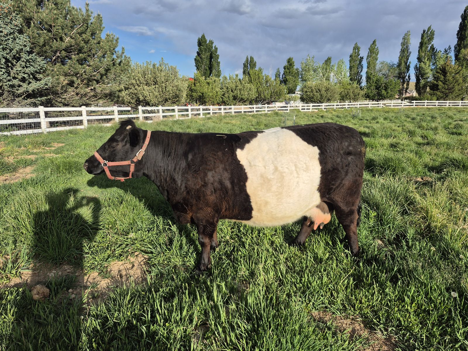 Mini Dairy Cow