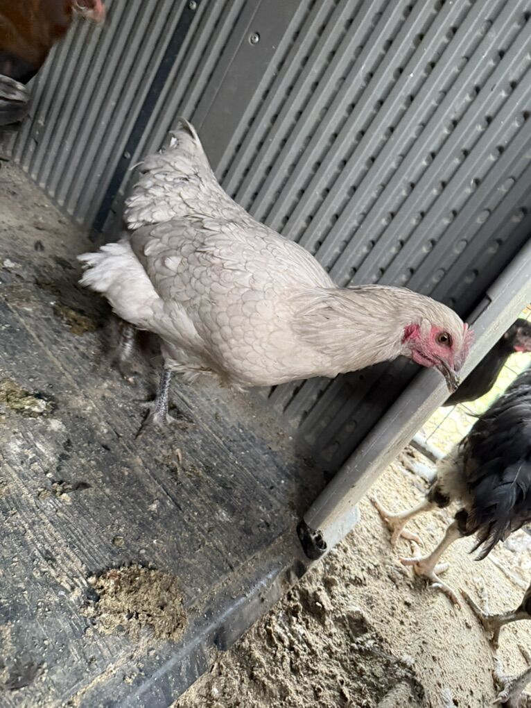 Smokey Pearl Hen