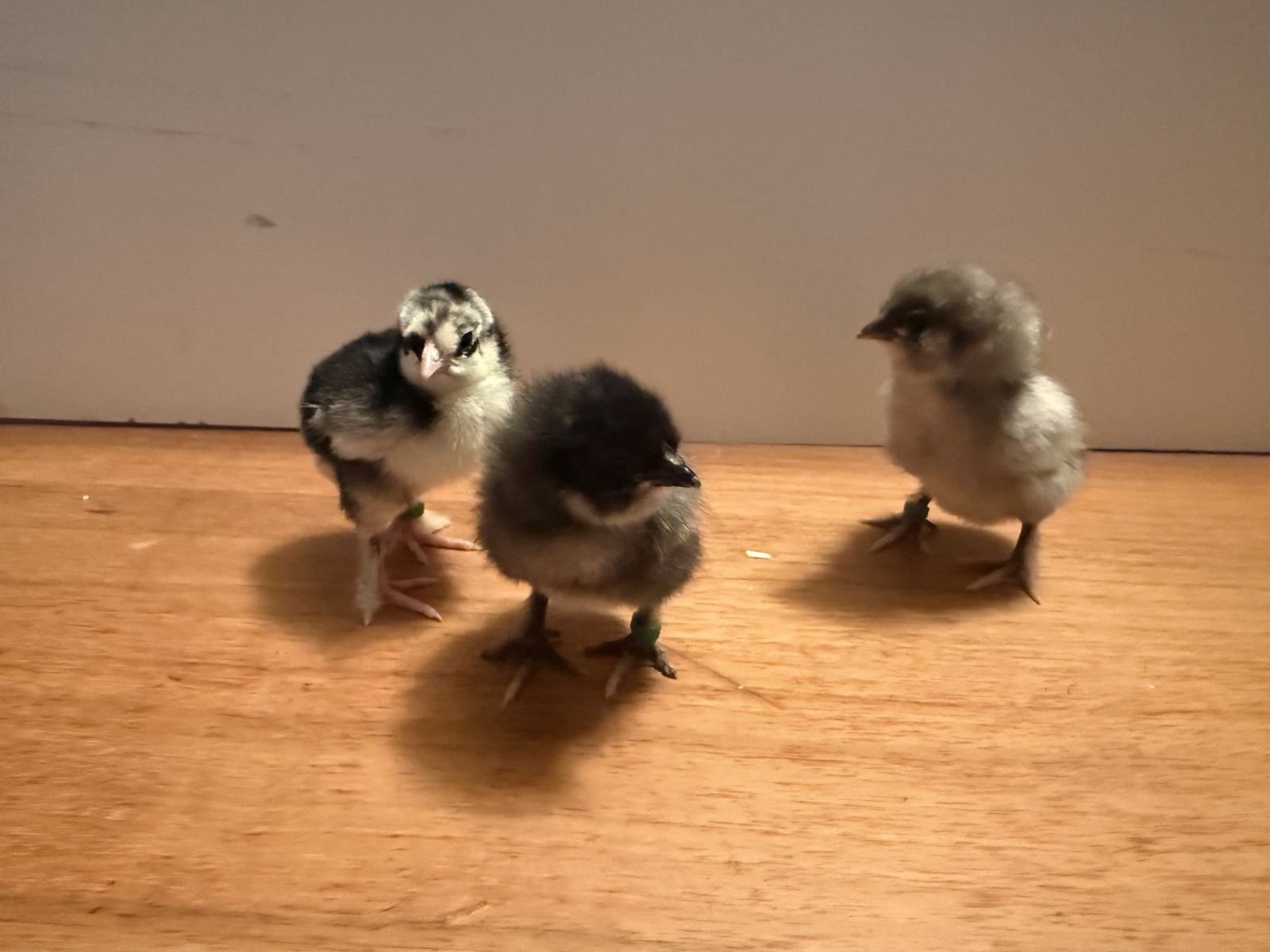 Olive Egger Chicks