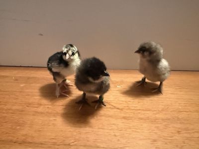Olive Egger Chicks
