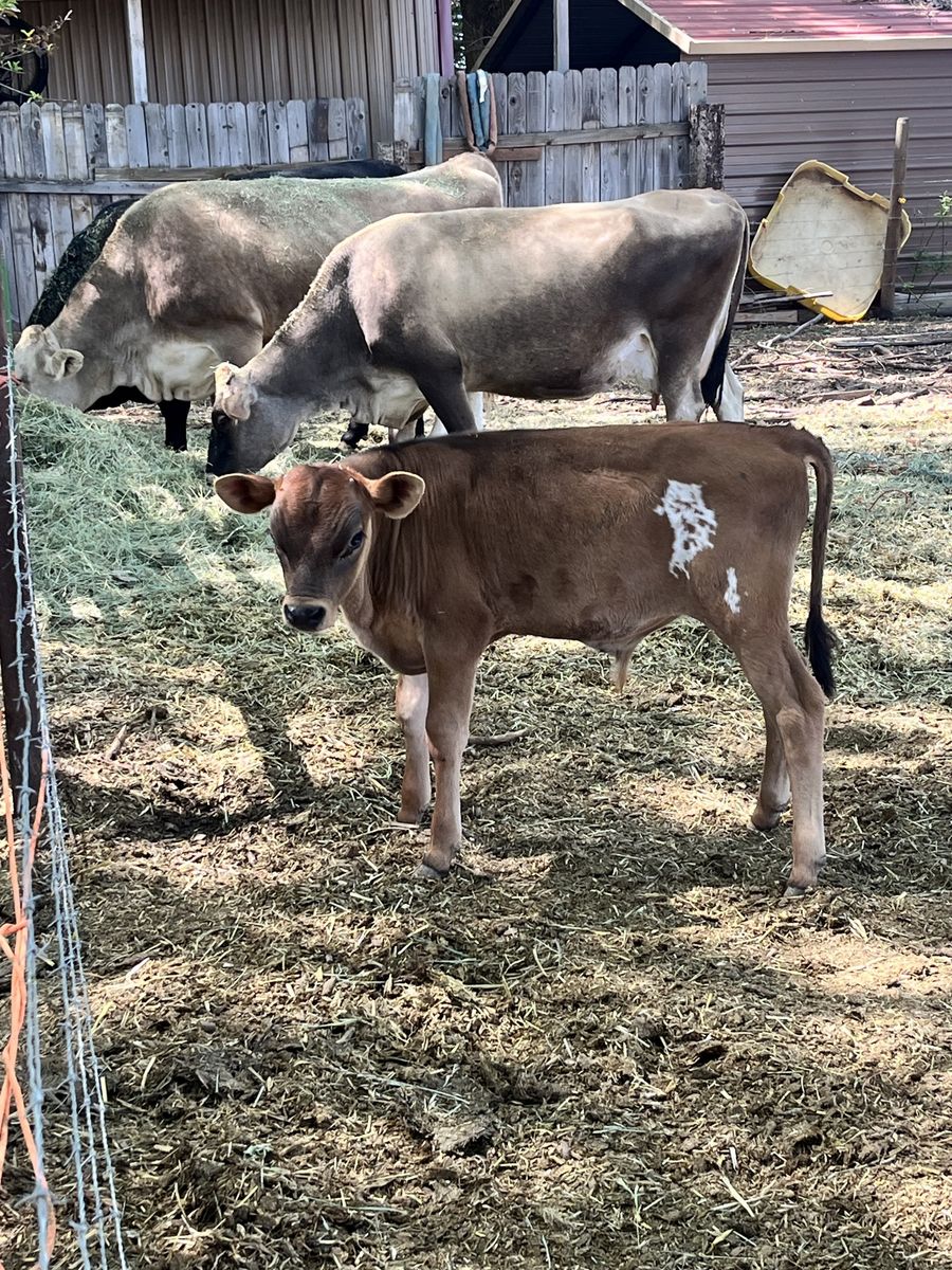 Jersey Bull Calf
