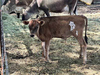 Jersey Bull Calf
