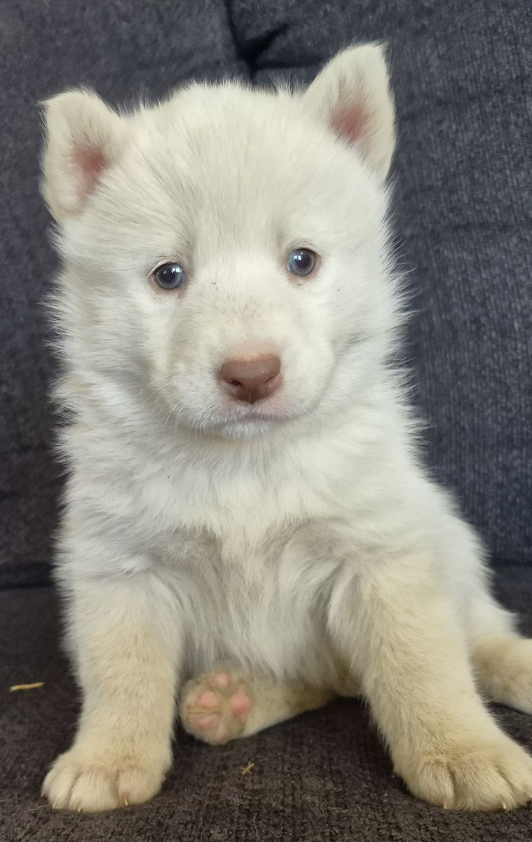 AKC Registered Siberian Husky Puppies - Rare Whites & Classics (Lehi)