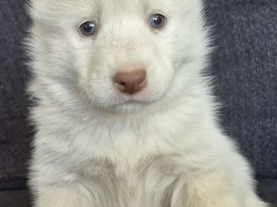 AKC Registered Siberian Husky Puppies - Rare Whites & Classics (Lehi)