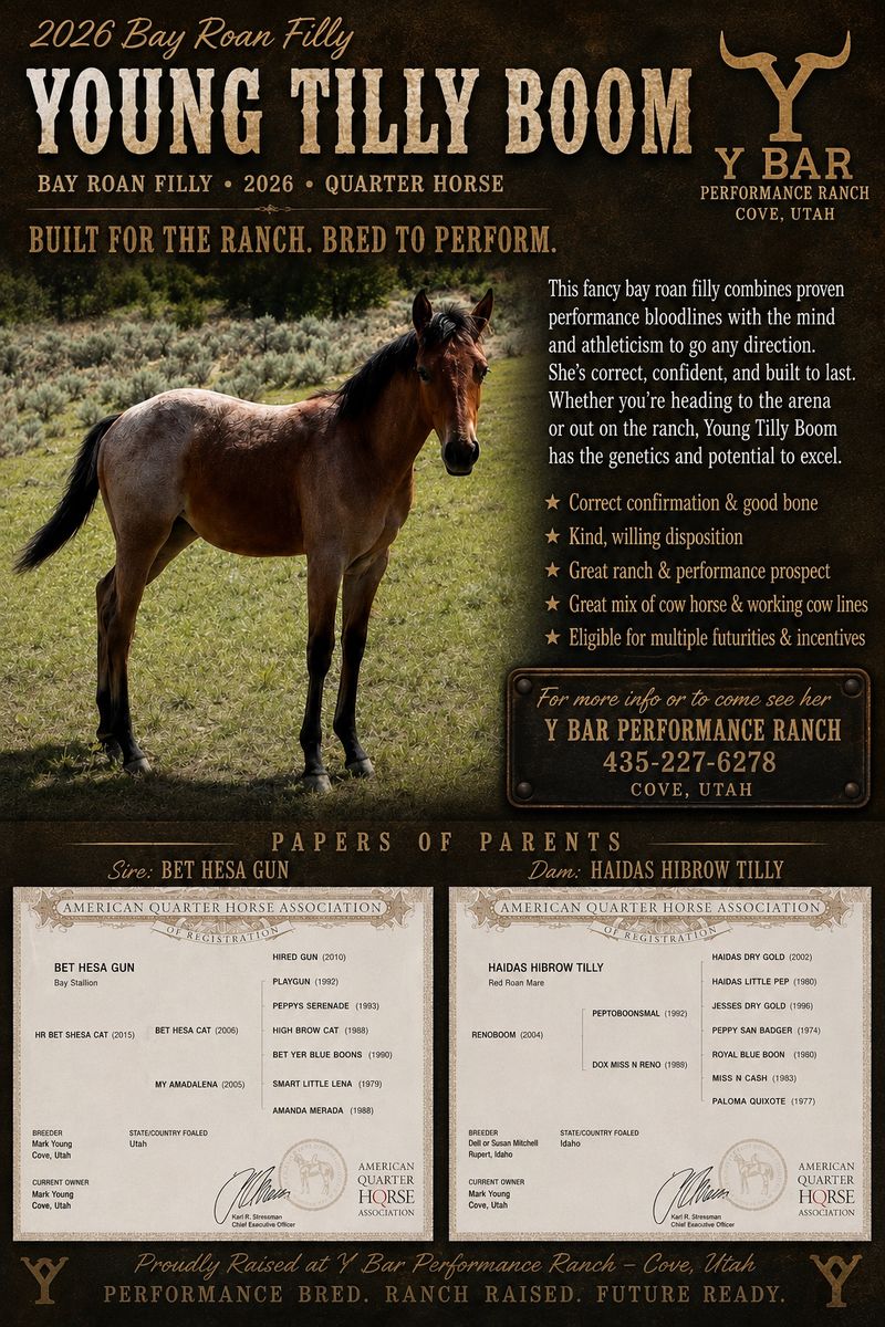 2026 Bay Roan Quarter Horse Filly - Young Tilly Boom