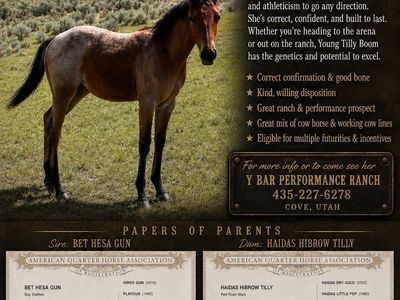 2026 Bay Roan Quarter Horse Filly - Young Tilly Boom