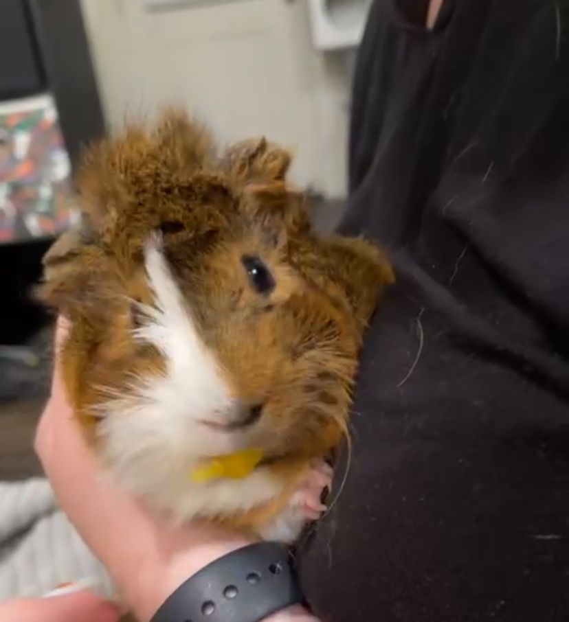 Male Guinea Pig w Supplies