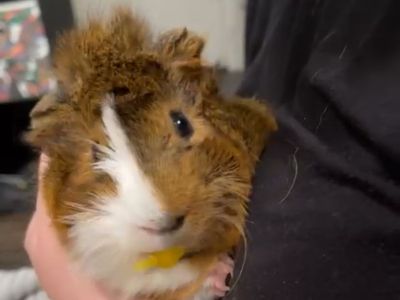 Male Guinea Pig w Supplies