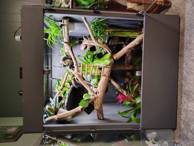 Custom Bioactive Vivariums