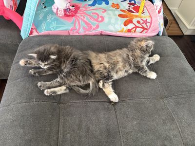Two adorable kittens