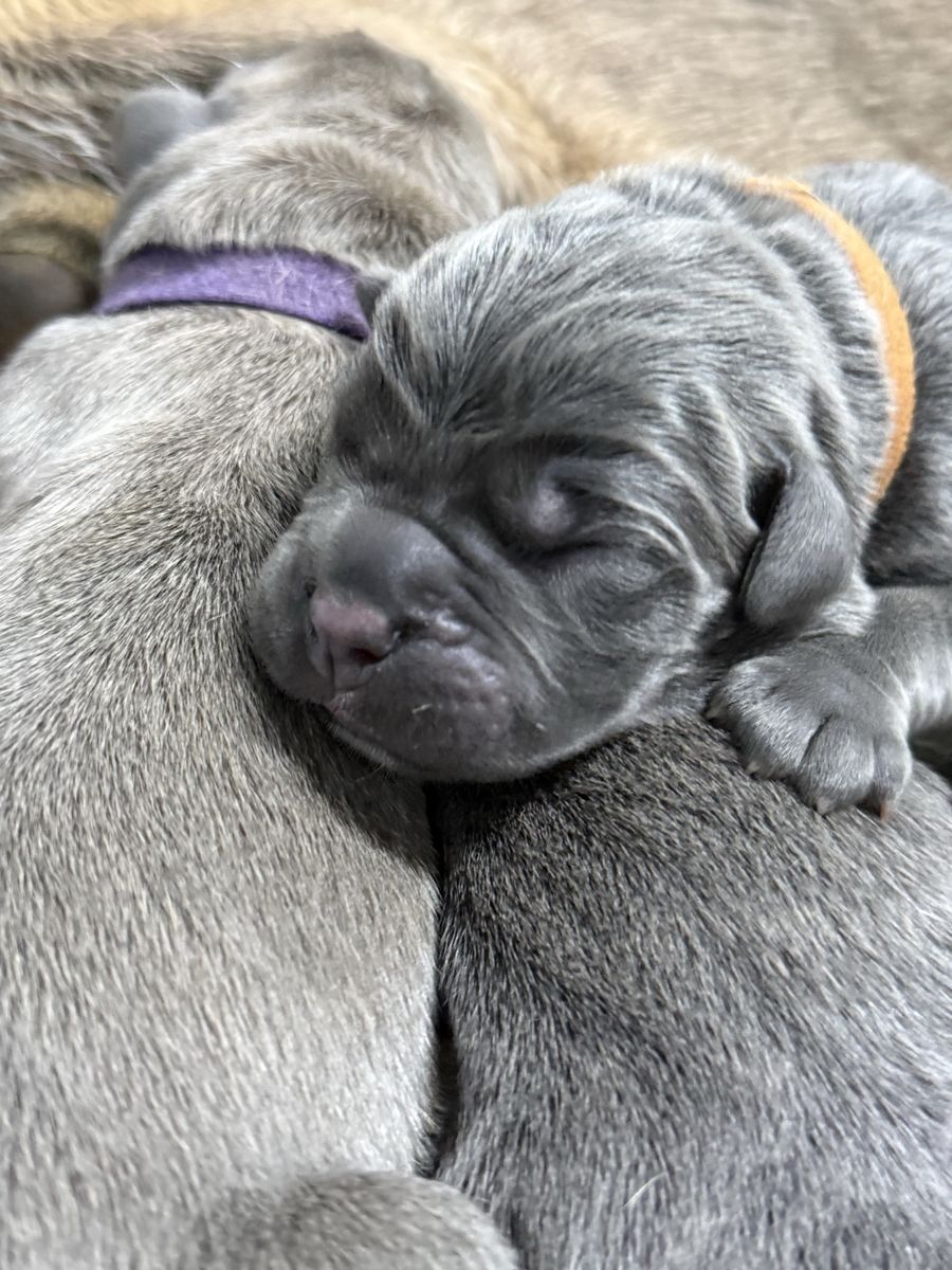 AKC/ICCF Cane Corso PUPPIES!