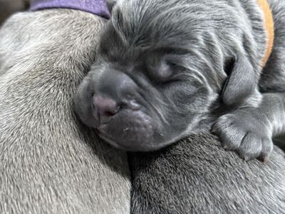 AKC/ICCF Cane Corso PUPPIES!