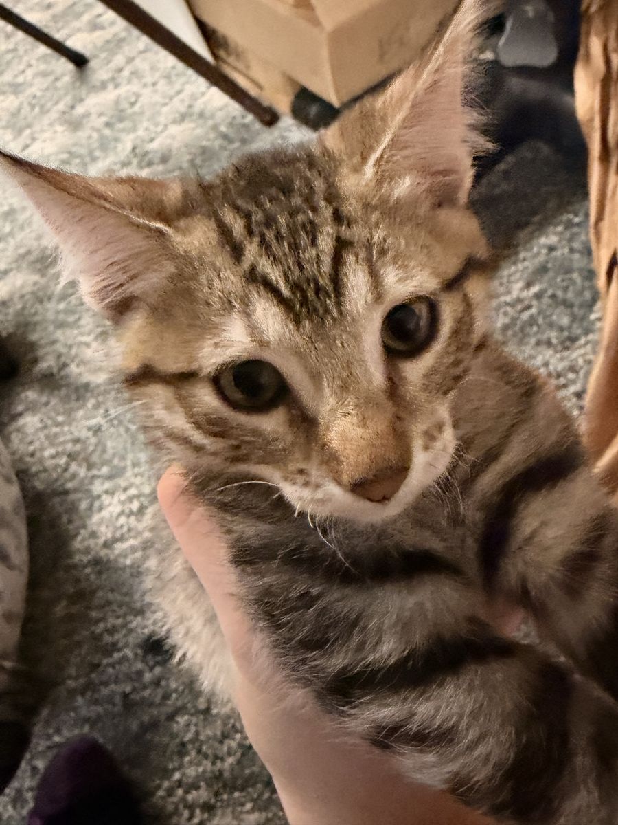Kittens