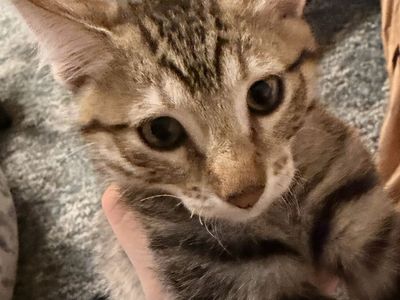 Kittens