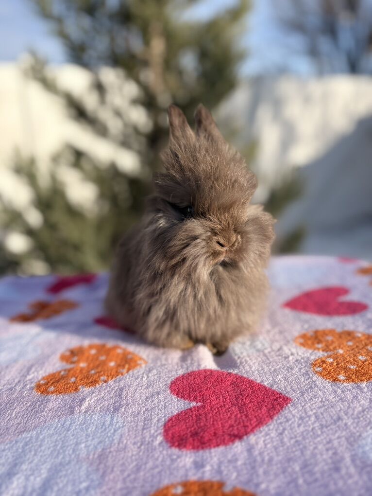 Pedigreed English Angora Baby Bunnies