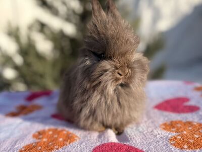Pedigreed English Angora Baby Bunnies