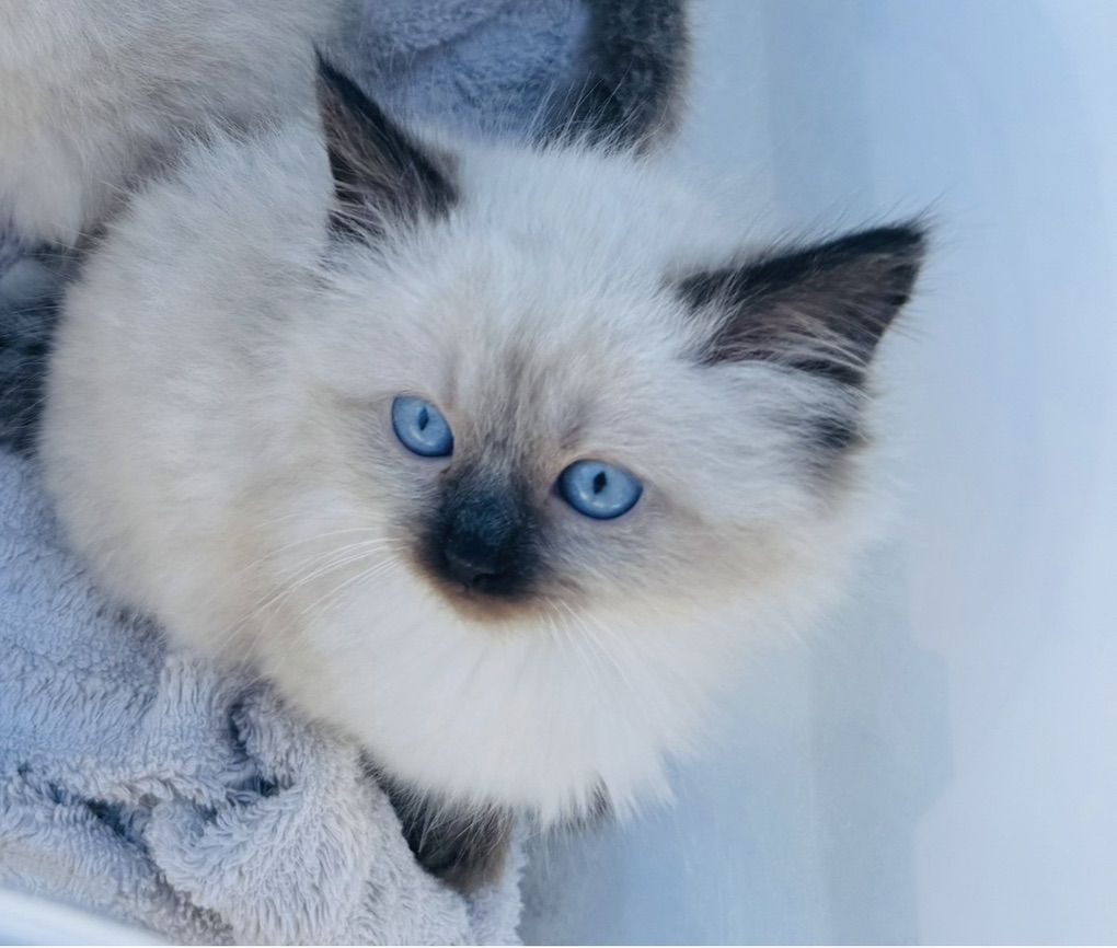 Ready Now! Stunning RAGDOLL Seal Point SWEETHEARTS!  BEST Playful Puppy Doglike temperaments (Sheds Less/Less allergenic)
