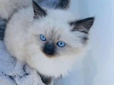 Ready Now! Stunning RAGDOLL Seal Point SWEETHEARTS! BEST Playful Puppy Doglike temperaments (Sheds Less/Less allergenic)