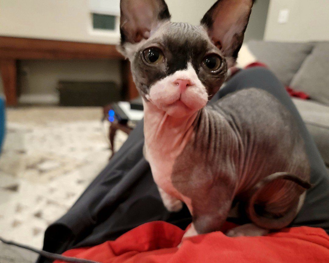 2 Bambino Sphynx Cats